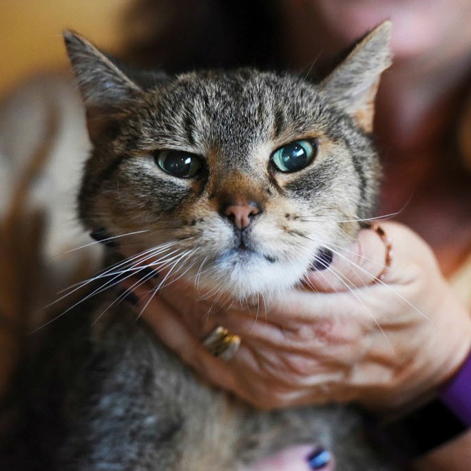 Take Meow to the Ballgame - Frisco RoughRiders vs. Corpus Christi