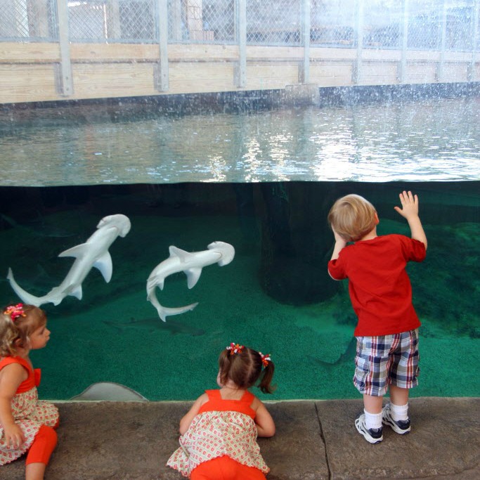 World Oceans Day Celebration Weekend Children's Aquarium at Fair Park in Dallas GuideLive