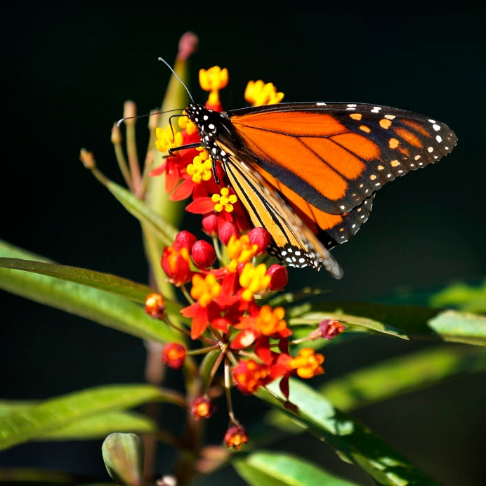 Monarch Butterfly Festival